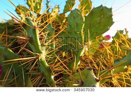Prickly pear cactus (Opuntia dillenii or opuntia stricta) in Tenerife, Canary Islands