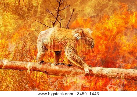 Koala Bear On Eucalyptus Branch Escape From Australian Bushfires In 2019 And 2020. Conceptual: Save 