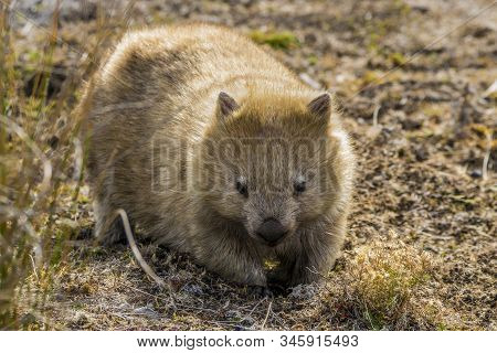 Maria Island, Tasmania, Australia- March 2019: Wombat (vombatus Ursinus) Grazing In The Australian B
