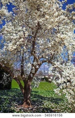 Flowering Magnolia Tulip Tree. Chinese Magnolia X Soulangeana Blossom With Tulip-shaped Flowers. Hyb