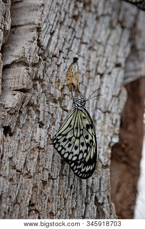 Butterfly On A Branch After Emerging From An Chrysalis