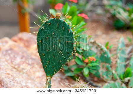 Indian Fig Opuntia Cactus, The Term Prickly Pear Is The Most Common Name For This. Single Rounded Cl