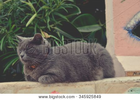 Beautiful Gray Thoroughbred Cat Lying On The Pink Wall
