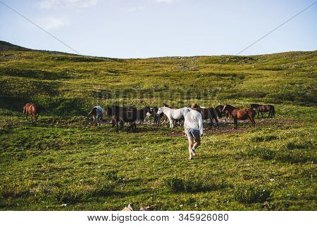 Cowboy Goes In Direction Of Beautiful Horses On Green Grassy Mountain Slope. Stableman With Herd Of 