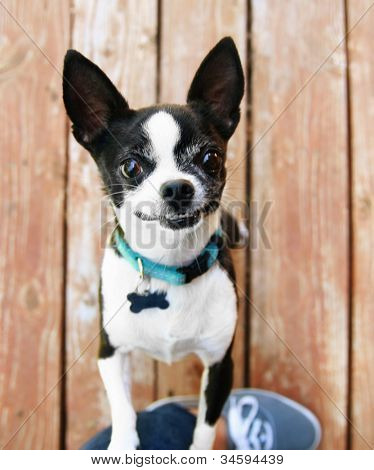 en nuttet chihuahua tigger om at blive afhentet og holdt