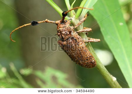 böcek