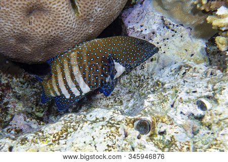 Peacock Hind Grouper Fish ,blue Spotted Grouper
(cephalopholis Argus) In The Tropical Coral Reef