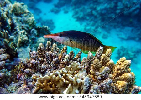Coral Fish,bird Wrasse - Gomphosus Caeruleus Klunzingeri Swimming In Red Sea Near Corals