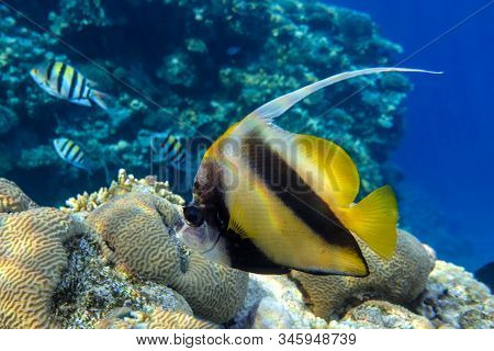 Pennant ( Heniochus Acuminatus) In Red Sea - Close Up