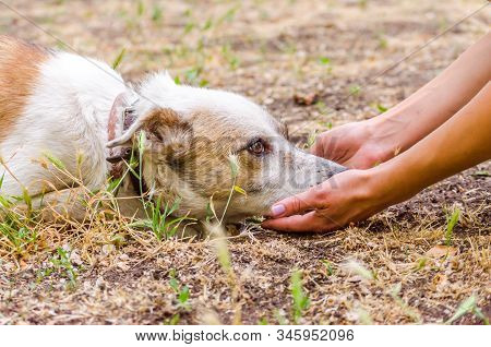 Pet Care Outbred Dog Head In Female Hands On The Ground