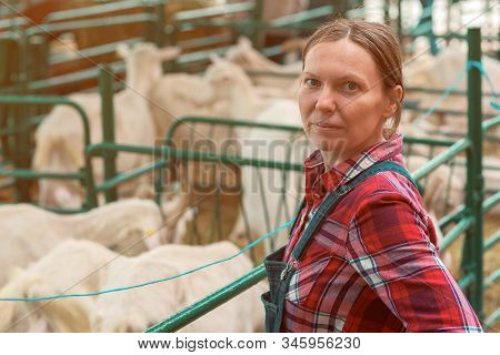 Female Farmer At Goat Raising And Breeding Farm Checking Up On Herd Of Domestic Animals