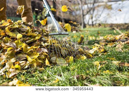 Raking Leaves With Fan Rake From The Lawn