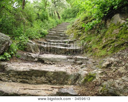 Forest Stone Path
