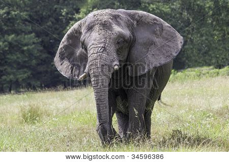 Camminando sulla savana elefante