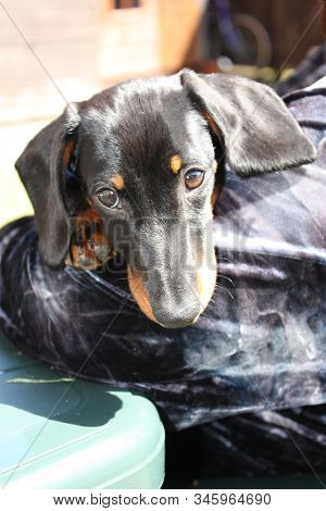 Miniature Dachshund Dog