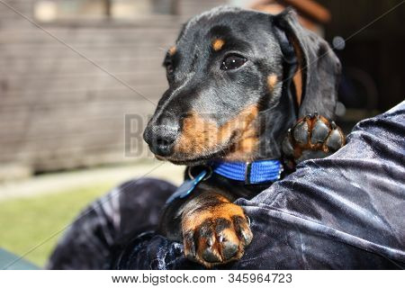 Miniature Dachshund Dog