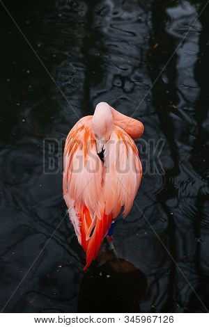 Up Close Portrait Of A Pink Flamingos Hiding His Beak In A Feathers On A Back