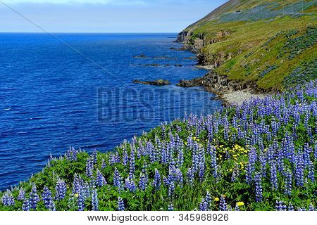 Spectacular View Of The Cliffs Covered With Purple Lupine Flowers In The Summer Near Olafsfjordur, I