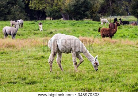  Animal breeding farm for wool and meat.  Herd of multi-colored lamas after a haircut is grazed on a green lawn. The concept of exotic, ecological and photo tourism