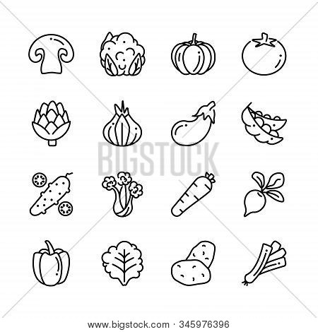 Veggies Organic Products Illustrations. Vegetarian, Vegetable 
Contain Potatoes, Mushrooms, Tomato, 