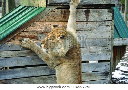 León