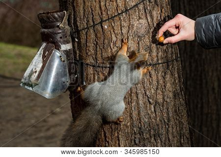 Squirrel On A Tree With A Feeder In The Forest Trying To Grab A Nut From His Hands