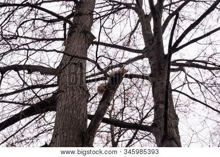 A Squirrel Sits High On A Tree In The Forest And Eats A Nut.