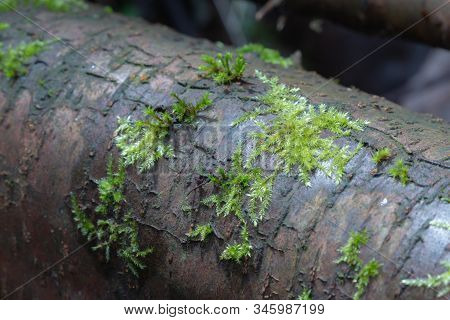 Dicranella Heteromalla Moss Growing On The Branch In The Forest