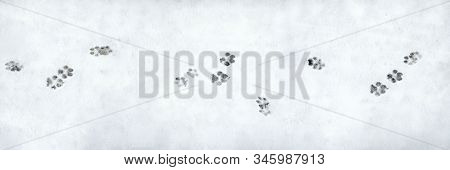 Banner Of Dog Footprint. Pattern On White Backdrop. Winter Season Symbol. Snowy Weather. Winter Walk