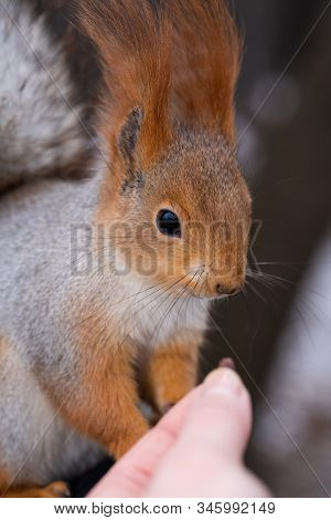 Fluffy Wild Squirrel From The City Park In The Winter Watching Her Pine Nut Offer