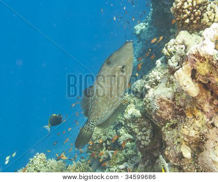 Mykané Filefish na útesu