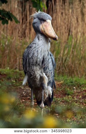 The Shoebill (balaeniceps Rex) Also Known As Whalehead Or Shoe-billed Stork In Green Reeds