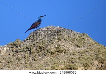 The Blue Rock Thrush (monticola Solitarius) Sitting On Zhe Rock.