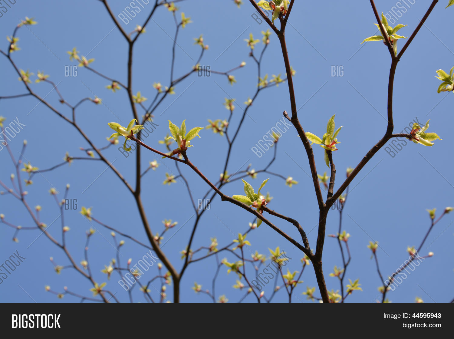 Image Preview