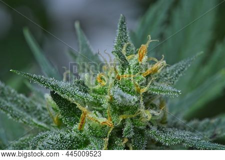 Cannabis Plant Bud Macro