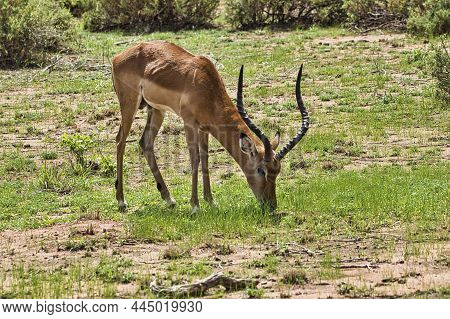 Antelope In The National Park Tsavo East, Tsavo West And Amboseli In Kenya