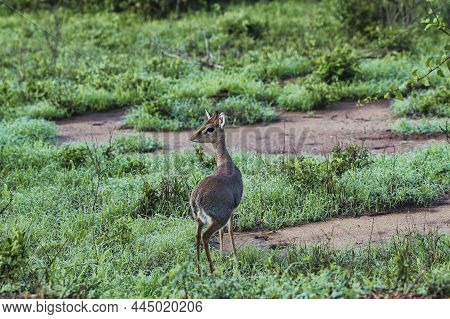 Antelope In The National Park Tsavo East, Tsavo West And Amboseli In Kenya