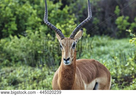 Antelope In The National Park Tsavo East, Tsavo West And Amboseli In Kenya