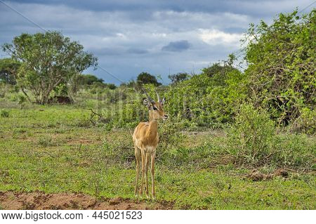 Antelope In The National Park Tsavo East, Tsavo West And Amboseli In Kenya