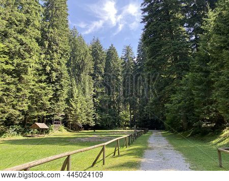 Golubinjak Forest Park In The Mountainous Region Of Gorski Kotar - Sleme, Croatia (park šuma Golubin