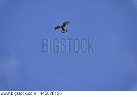 The Common Kestrel, Falco Tinnunculus, Is A Bird Of Prey Species Belonging To The Falcon Family Falc