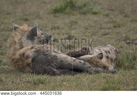 Hyenas In The National Park Tsavo East, Tsavo West And Amboseli In Kenya