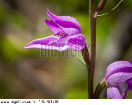 Closeup Of A Flowering Red Helleborine Orchid (cephalanthera Rubra), Sunny Day In Summer In The Aust