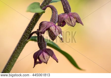 Closeup Of A Flowering Royal Helleborine Orchid (epipactis Atrorubens), Sunny Day In Summer In The A
