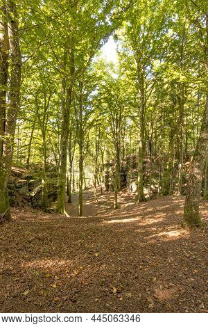 Dirt Terrain Between Two Rock Formations With Abundant Green Leafy Trees With Thin Trunks Fading In 