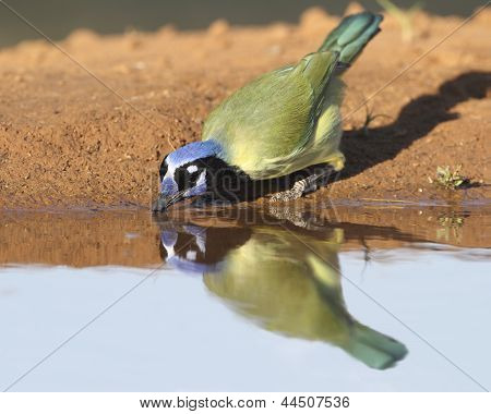 กรีนเจย์ (cyanocorax Yncas) ดื่มที่ A บ่อ - เท็กซัส