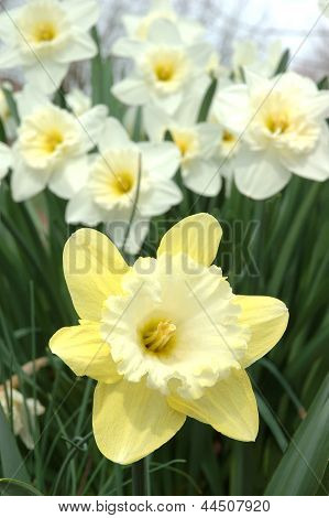 Narcisos florescendo na Primavera