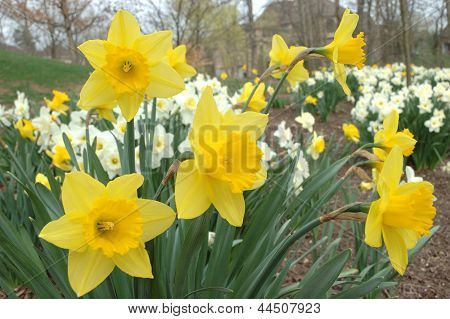 Narcisos florescendo na Primavera