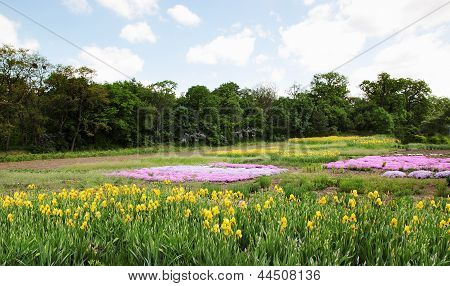 Blühende gelbe Iris