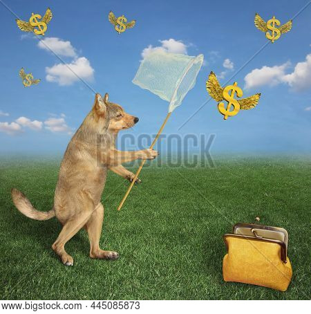 A Beige Dog With A Butterfly Net Catches Gold Winged Dollars In The Meadow.
